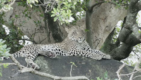 young male leopard on a rock next to a tree laid down