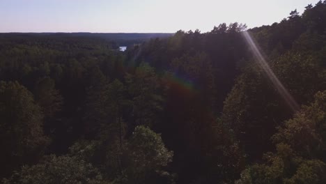 aerial flying backwards between coniferous forest branches