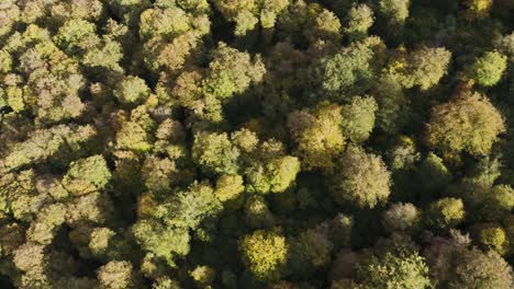 fly over tree canopies with autumnal foliage at sabaduri forest mountains in georgia