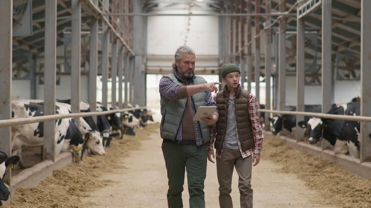 Father and Teenage Son Walking through Dairy Farm
