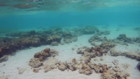 underwater flight over corals and sandy bottom