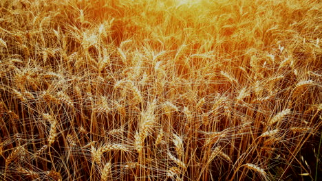 Disparo-De-Campo-De-Trigo-Que-Se-Inclina-Hacia-Arriba-Para-Revelar-Una-Cálida-Puesta-De-Sol