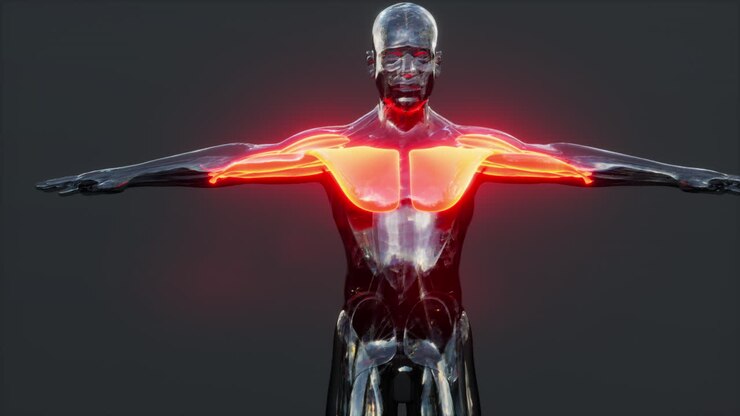 Human muscular system anatomical infographic