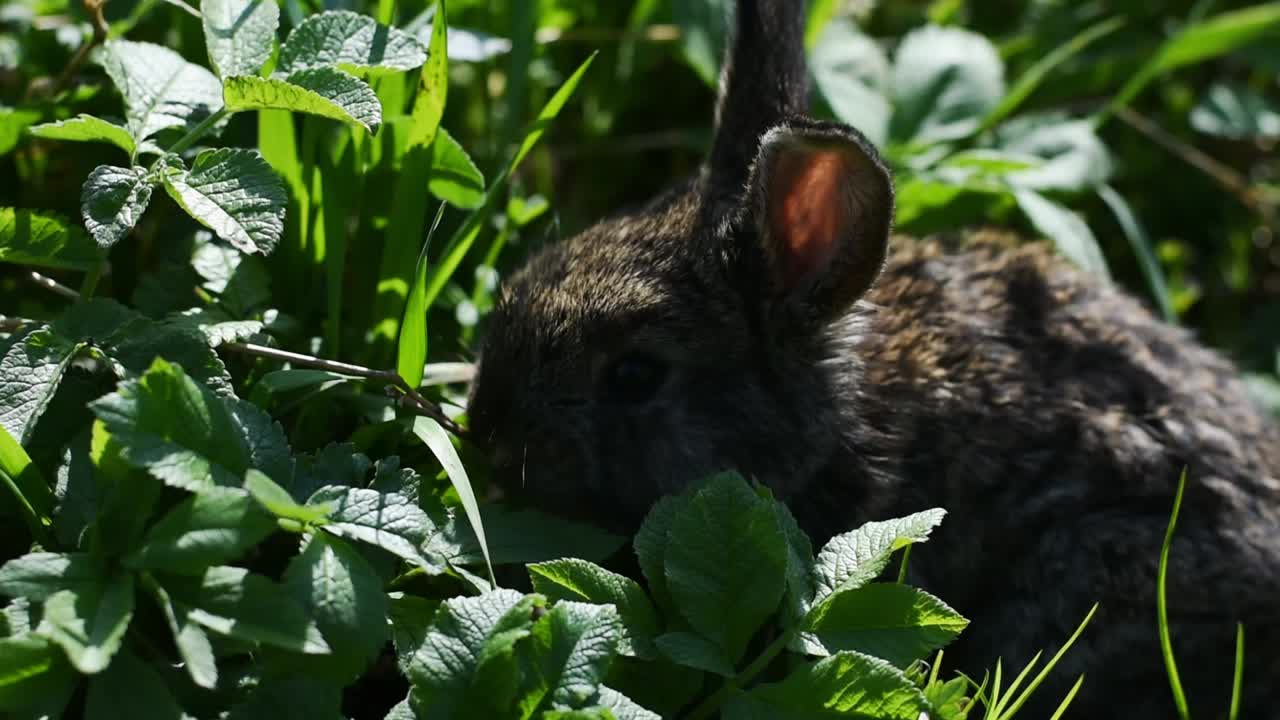 un lindo conejito comiendo hierba y hojas en un día soleado