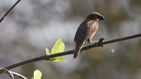 scaly -breasted munia in tree