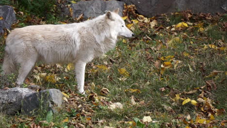 southern rocky mountain gray wolf sniffs ground, then looks in front of her and backs away warily