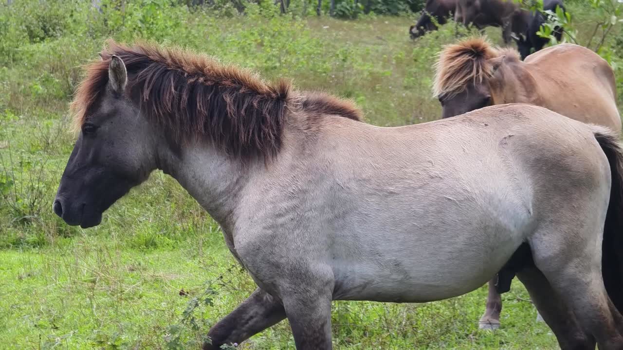 들판 에 있는 회색 말 들