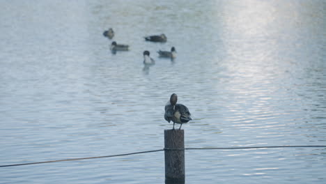 northern pintail duck preening feathers on wooden pole with flock in background floating in water