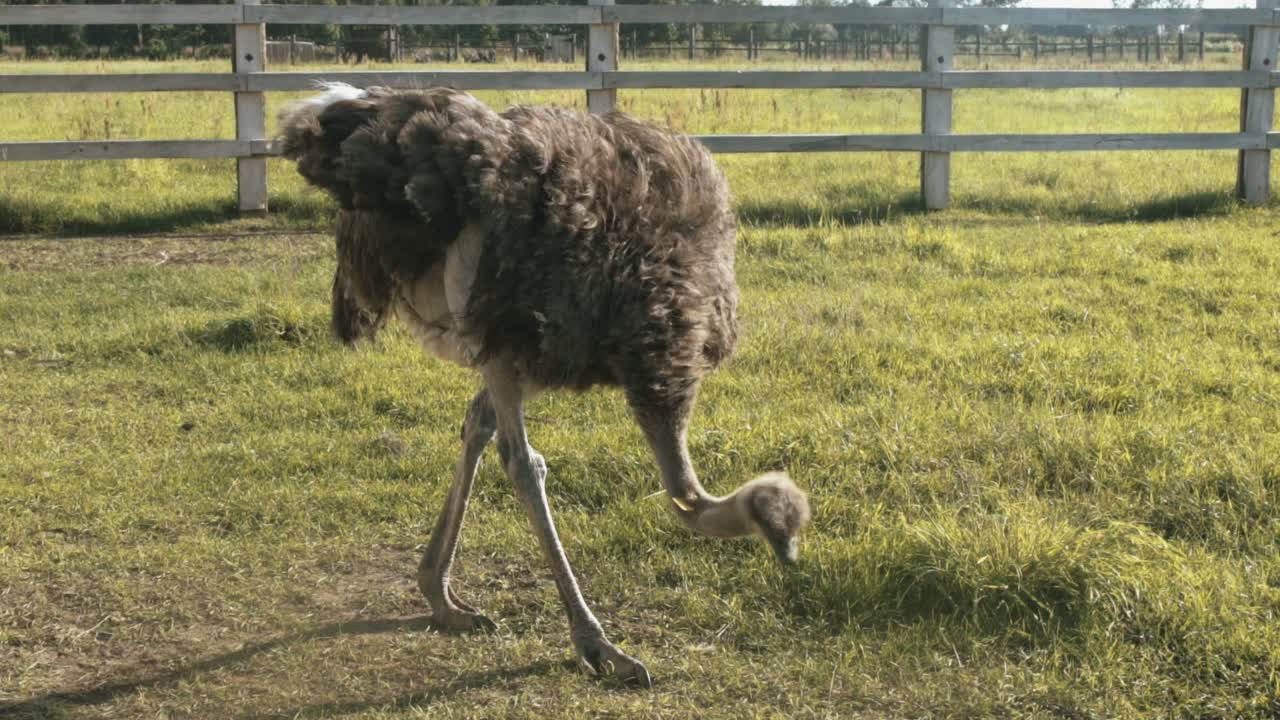 Allevamento domestico di struzzi in estate