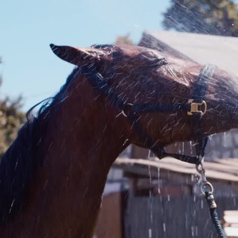 the horse is washed with a hose