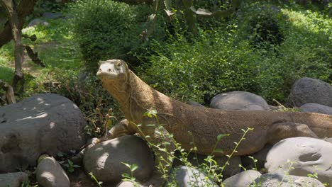 a young komodo dragon basking in the sunlight on big rocks and looks at camera