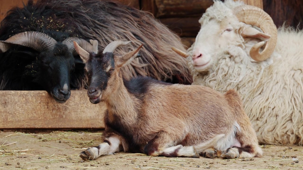 Gruppo di animali da fattoria che riposano in un ambiente rurale rustico vicino a una struttura in legno, inclusi pecore e capre.