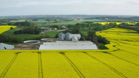 Yellow-rapeseed-flower-field-and-pigs-farm-in-Denmark