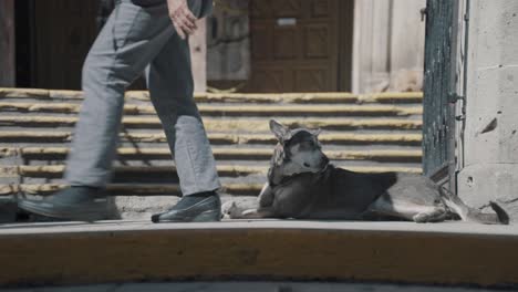 gente caminando delante de un perro callejero en oaxaca, méxico.