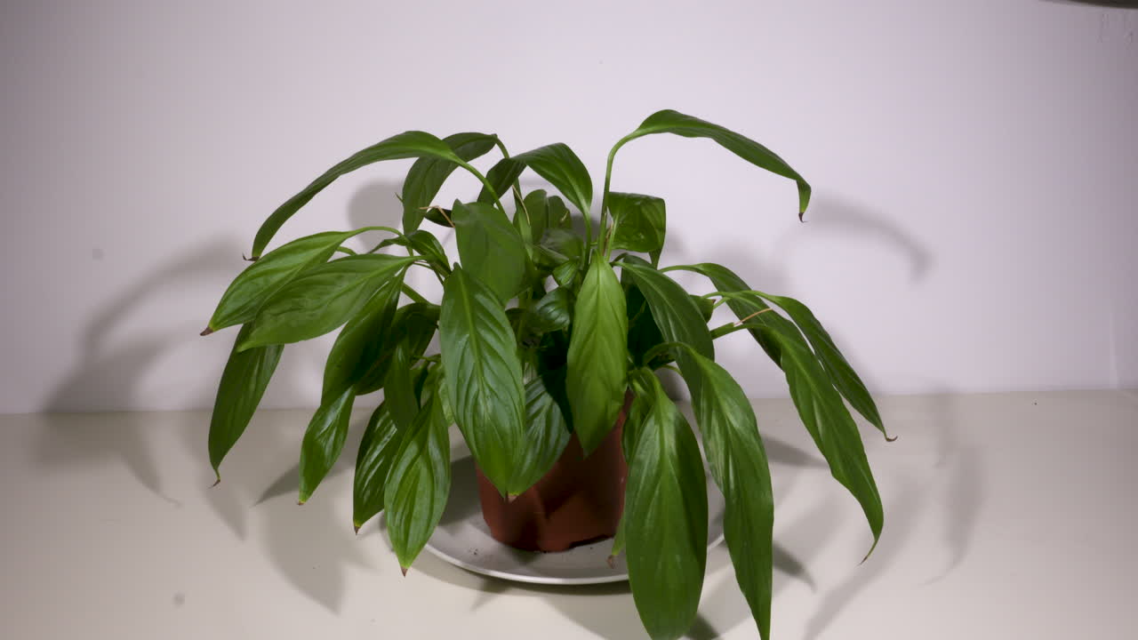 Time lapse of the resurrection of a plant that was watered again after a dry period