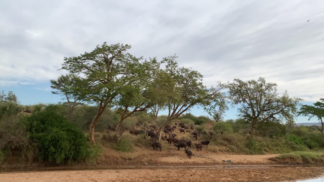 Pan across African pond to hillside with herd of Cape Buffalo standing