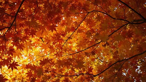 Vibrant Autumn Canopy: A Stunning Display of Orange, Red, and Gold Leaves through the Branches of Deciduous Trees Illuminated by the Sunlight