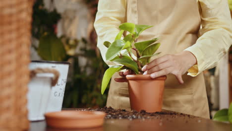 repotting a plant