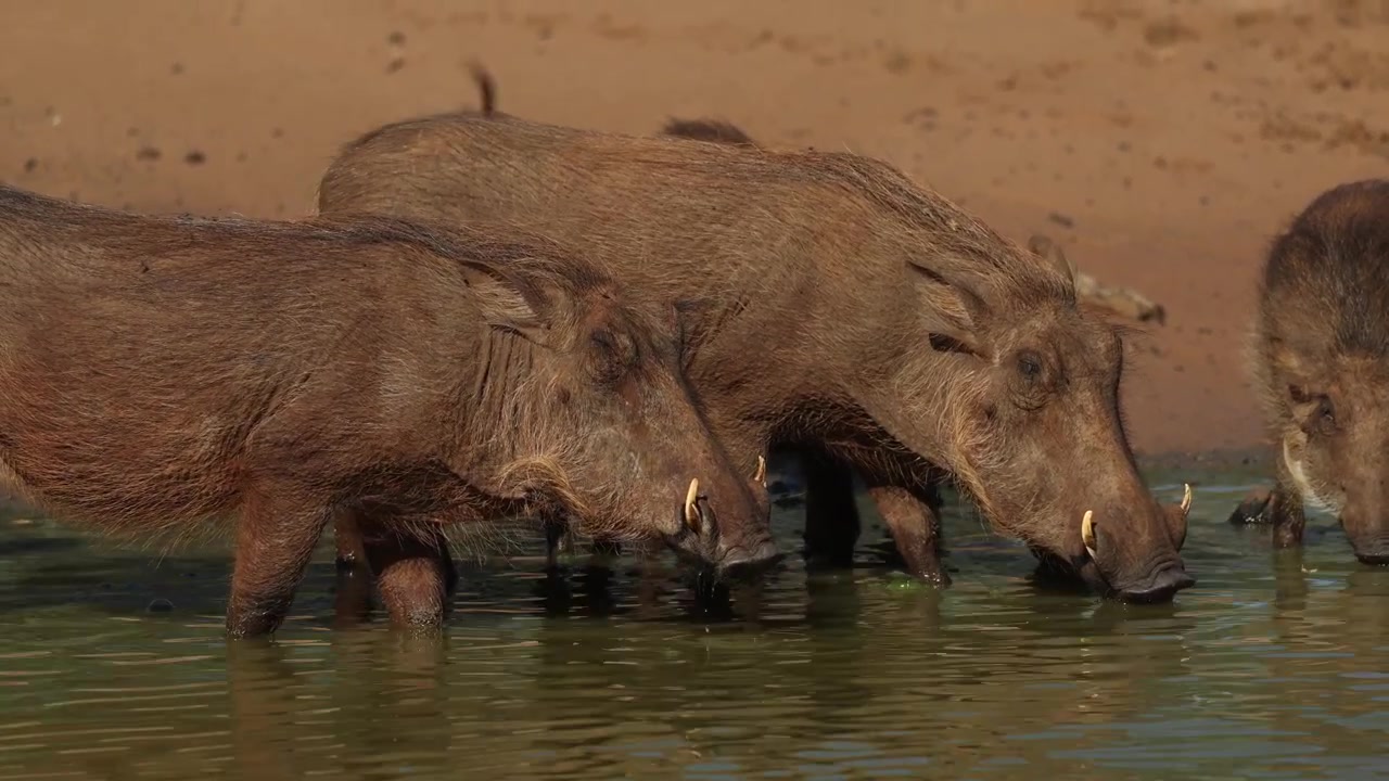 Due facoceri femmina e i loro cuccioli che si abbeverano nella pozza d'acqua, Riserva di caccia di Mkhuze, Sudafrica.