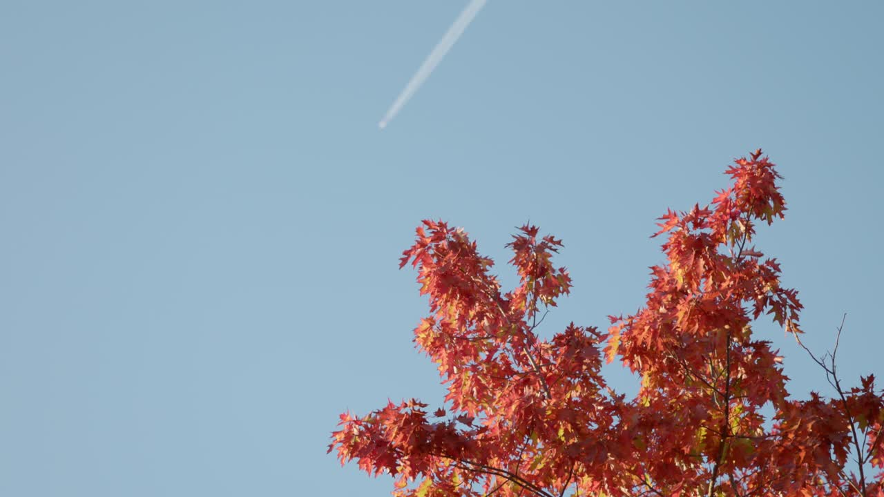 Golden afternoon light illuminates orange autumn leaves, while a soft jet stream streaks across the blue sky in Canberra.