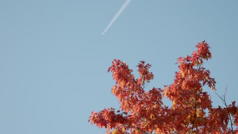 golden afternoon light illuminates orange autumn leaves, while a soft jet stream streaks across the blue sky in canberra.
