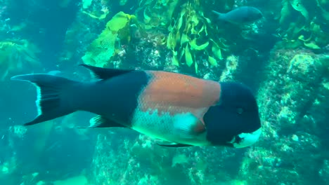 Ein-Kalifornischer-Sheephead,-Der-Durch-Die-Felsigen-Kelpbetten-Des-Pazifischen-Ozeans-Schwimmt