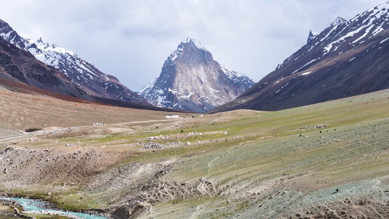 Aerial drone shot following yaks as they roam and graze in the remote landscapes of Zanskar Valley.