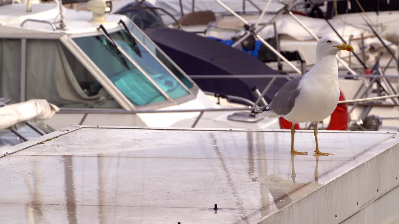 Close up of a seagull standing on a white boat docked in a harbour