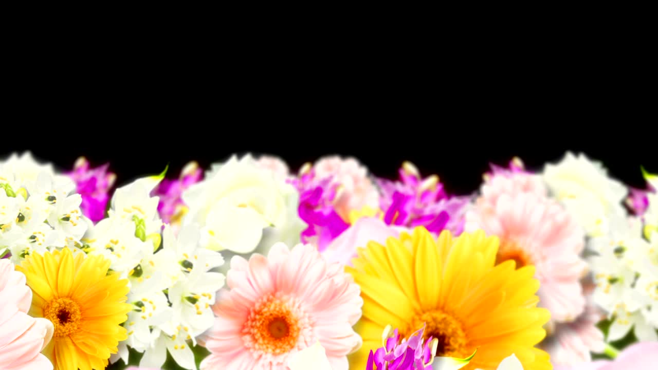 muchas flores coloridas, fondo negro, animación en bucle,