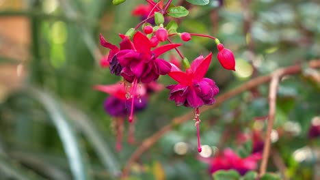 rack focus pulling shot of beautiful vibrant pink fuchsia flowering plants blooming in the botanical garden