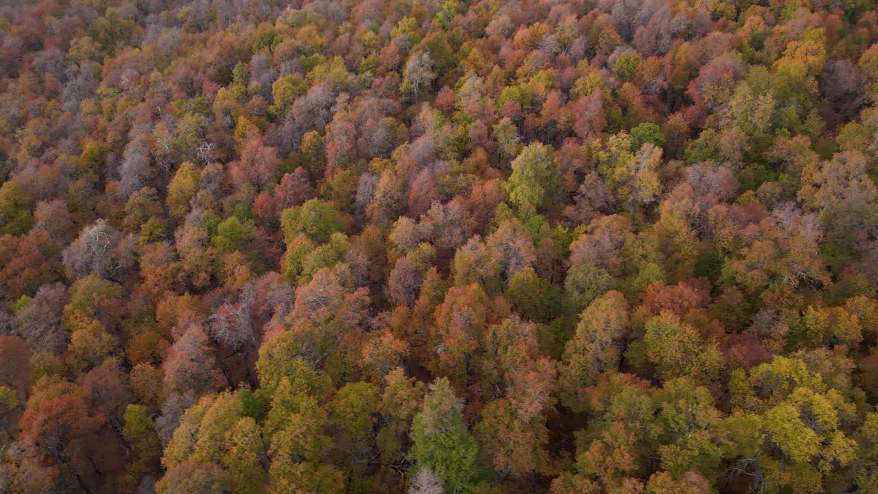 Aerial orbit shot circling an oak forest with vibrant, colorful foliage illuminated by warm sunrise light, creating a peaceful and glowing autumn atmosphere.