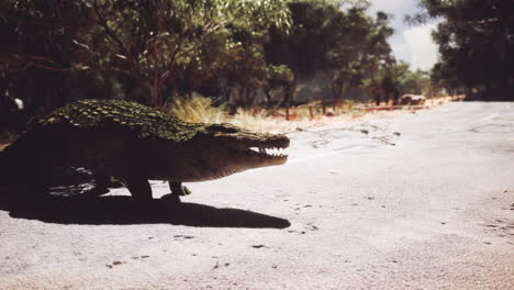 crocodile walking on a deserted road in a natural setting under the sun