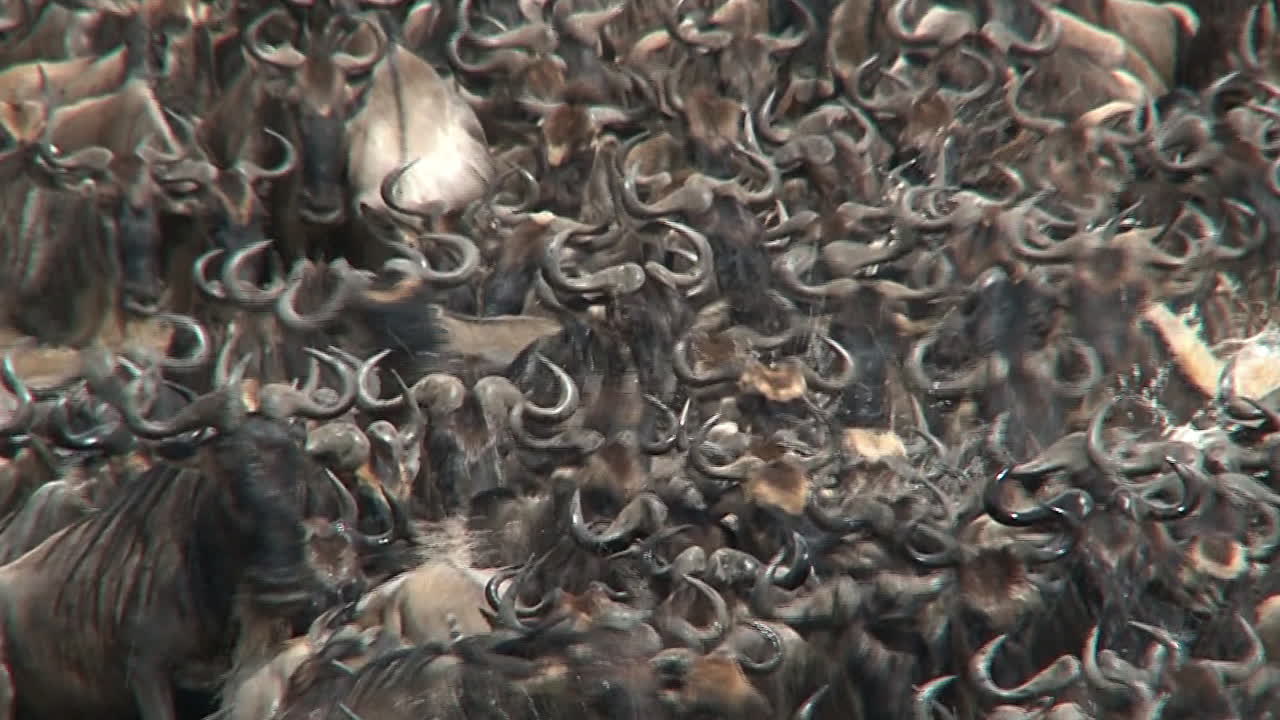 마라 강을 건너는 누우