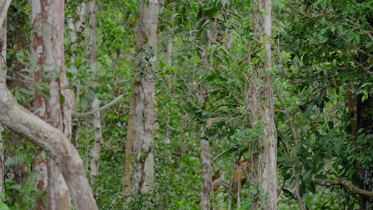 Proboscis Monkeys in Rainforest