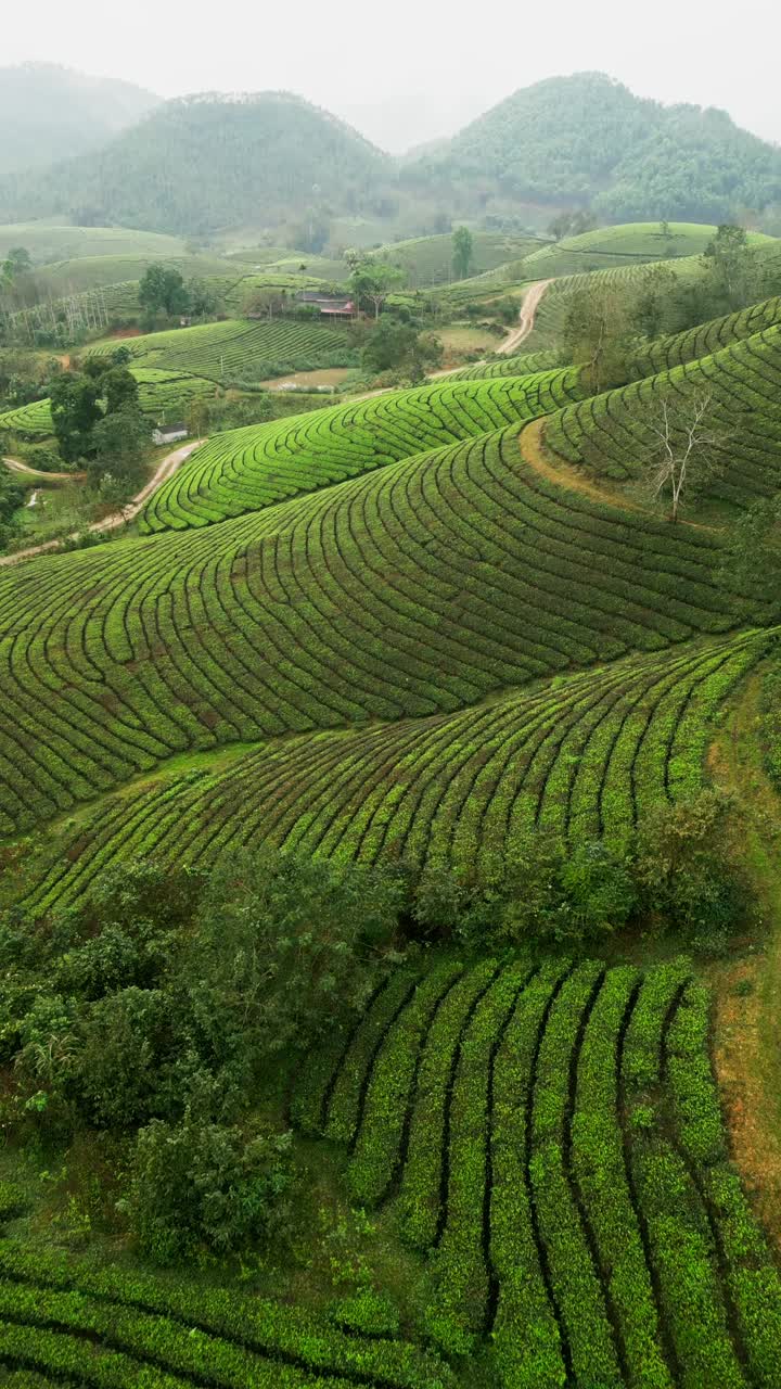 Video verticale di drone di piantagioni di tè che coprono campi agricoli collinari ondulati nel Vietnam settentrionale, con le case di un piccolo villaggio rurale e strade sterrate tortuose attraverso una pittoresca valle agricola