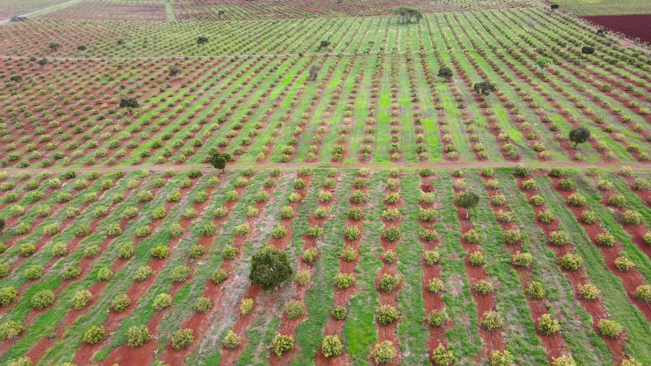 스마트 농업 기술 - 케냐 아보카도 농장의 공중 드론 보기