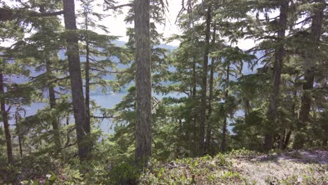 male hiker walk across frame in a west coast mountain forest - thunder mountain, vancouver island, bc, canada