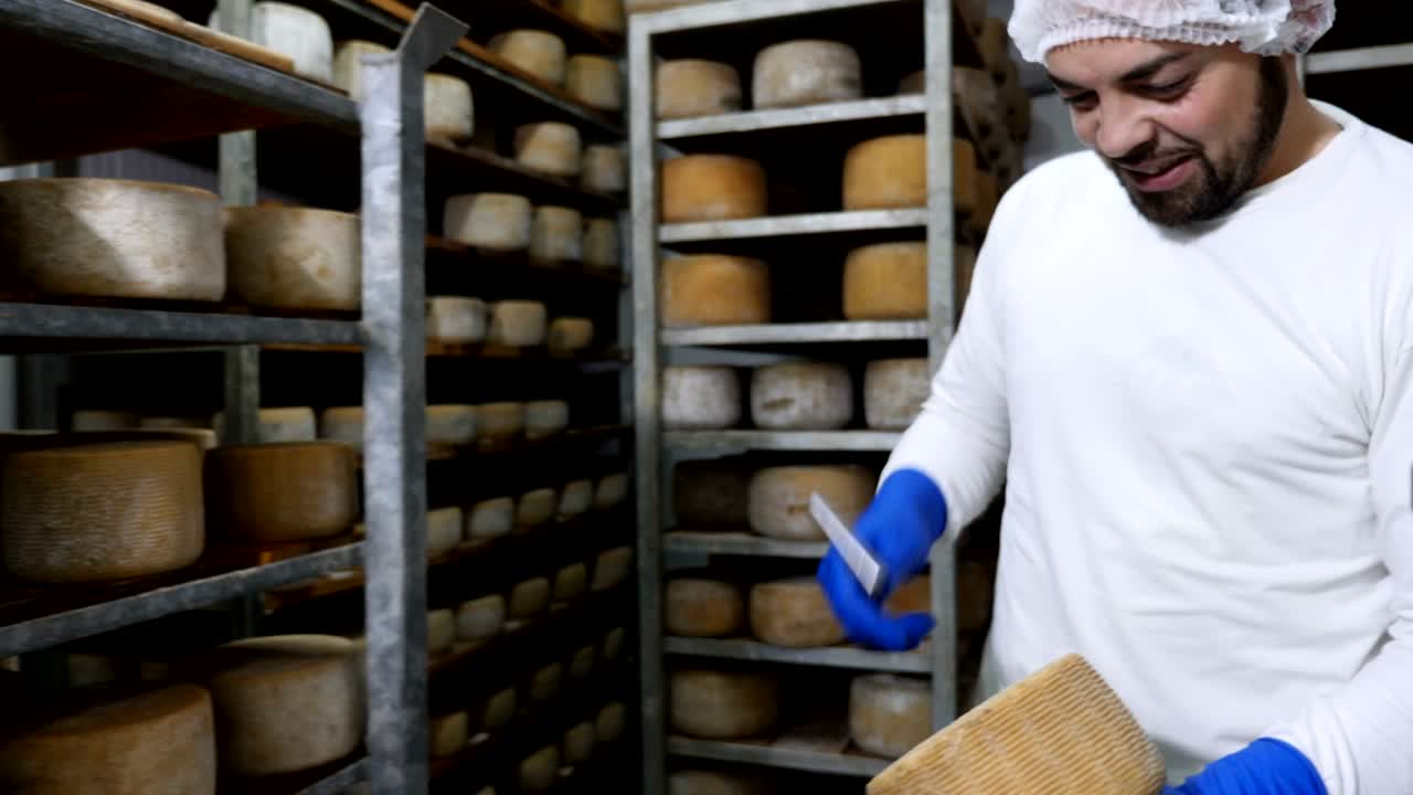 checking cheese seasoning wirh small hummer- Diary cheese factory