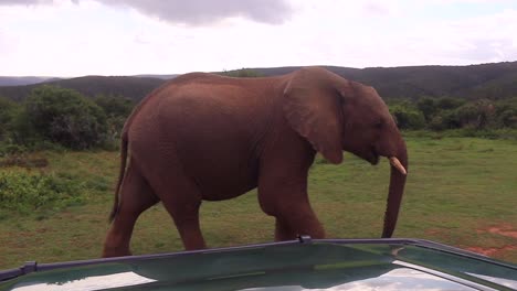 african elephant walks among safari vehicles in kariega game reserve