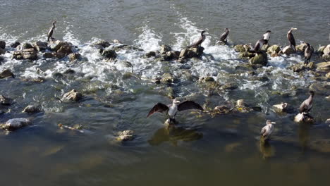 Cormoranes-Negros-En-El-Rio