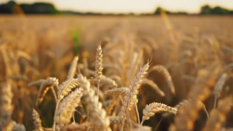 golden wheat field in glorious sunlight: a breathtaking view of nature's bounty captured from different angles, showcasing the beauty and abundance of agriculture