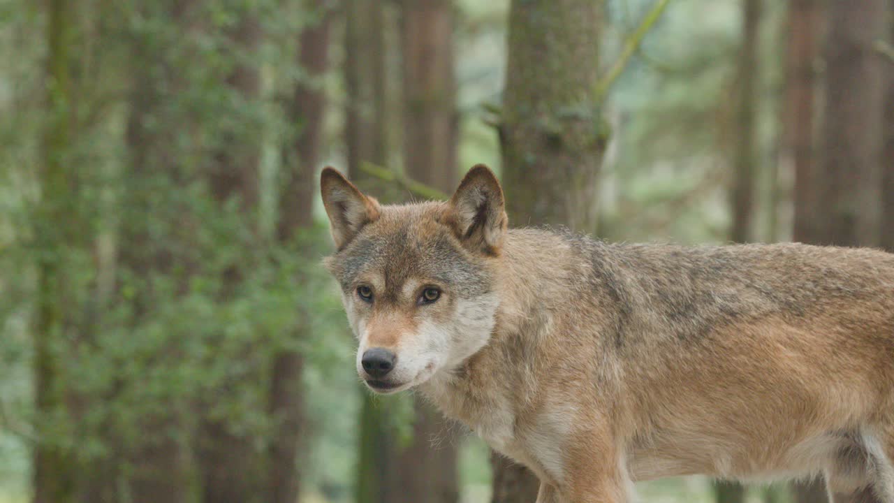 A single wolf investigates forest ground, natural daylight, steady camera, tranquil woodland environment