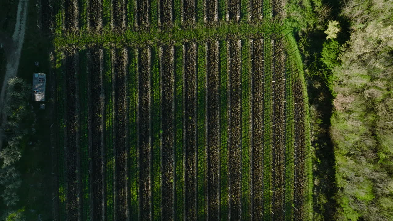 exuberantes viñedos verdes en un pequeño pueblo en la región de buzet, croacia - toma aérea