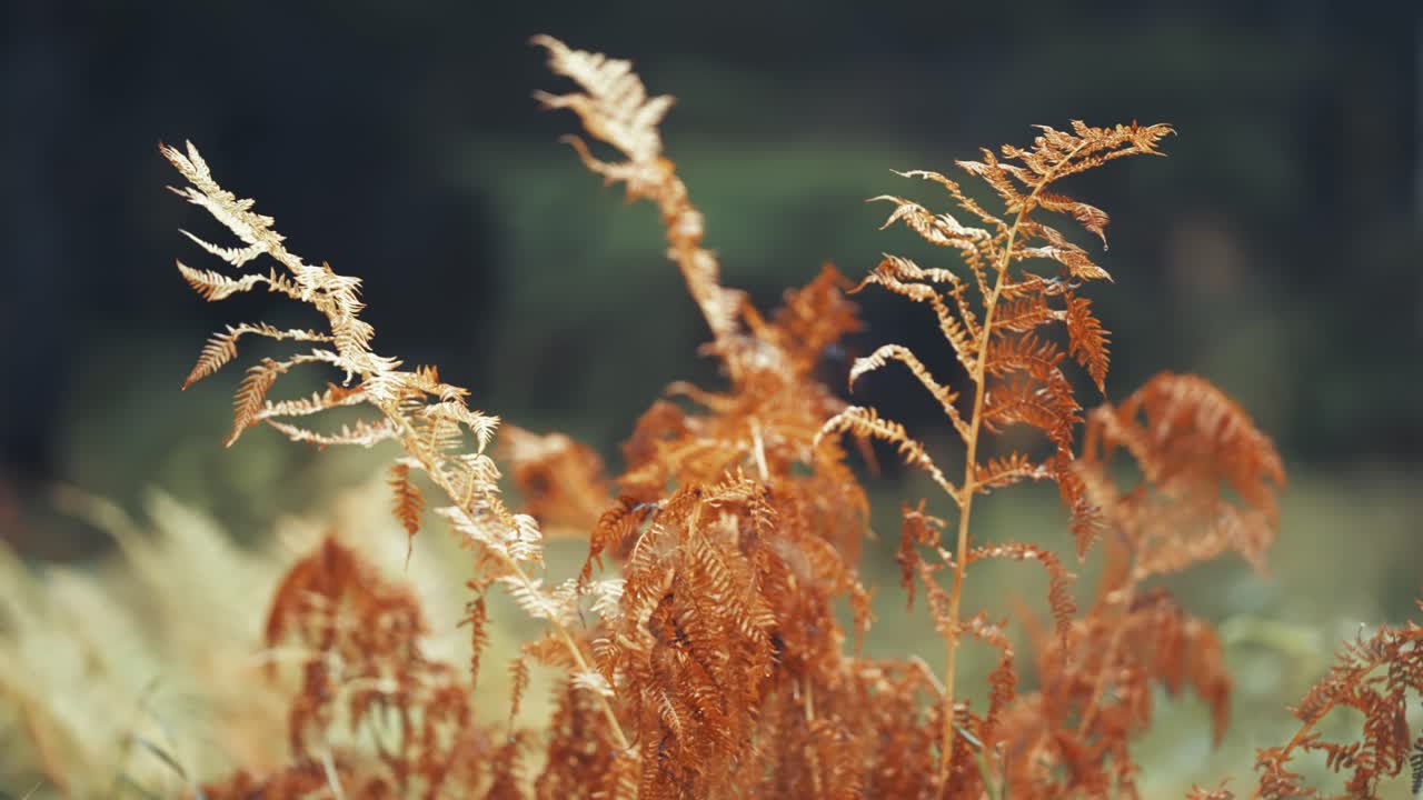 Withered fern leaves, dry grass, and weeds in a close-up shot