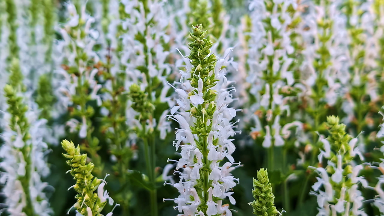 White meadow flowers sway gently in wind, centered view with soft green background