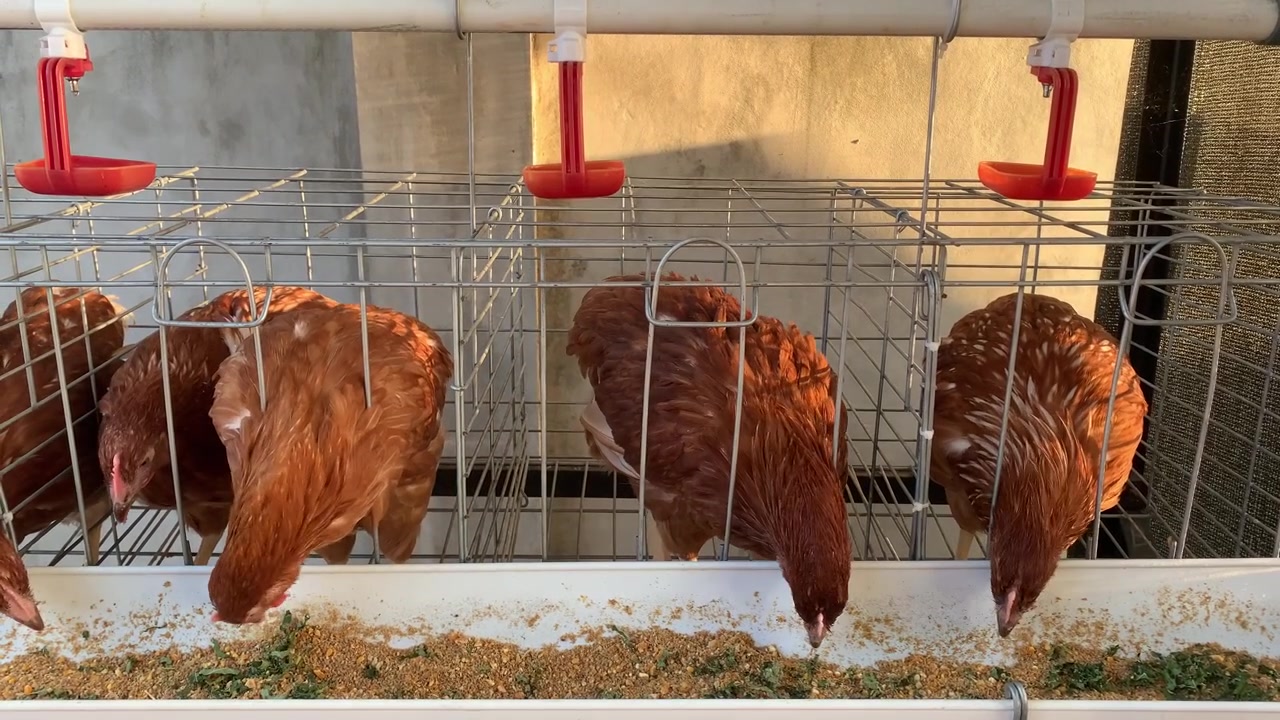 Primo piano di galline ovaiole marroni in un allevamento di pollame che mangiano avidamente