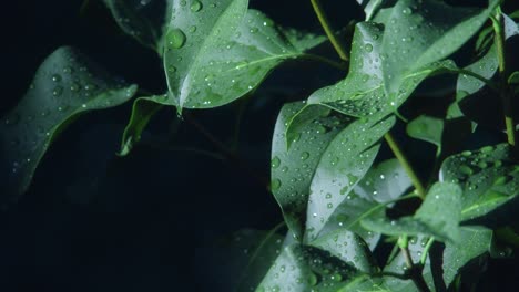 slow pan across dark green leaves speckled with water droplets