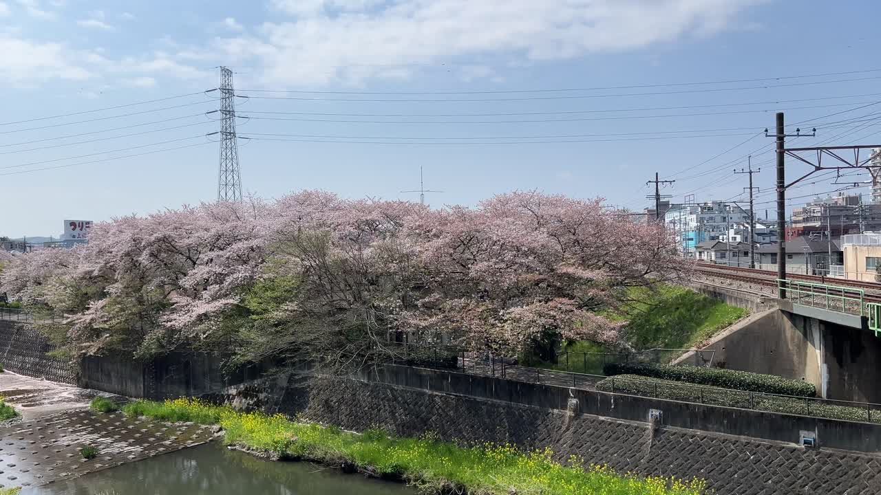 Jr Chuo train tracks in western part of Tokyo with Sakura cherry blossoms