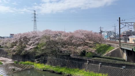jr chuo train tracks in western part of tokyo with sakura cherry blossoms