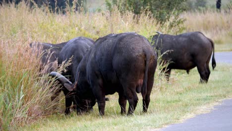 Huge-Horned-buffalo-Bull-with-Large-Testicles-eats-long-african-grass-during-day---static-medium-shot